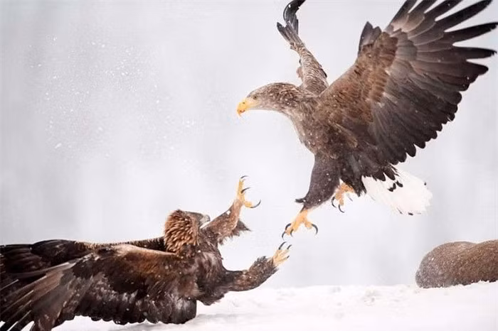 Cuộc chiến giành con mồi của đại bàng vàng và đại bàng biển đuôi trắng ở Na Uy. (Nguồn: MSN)