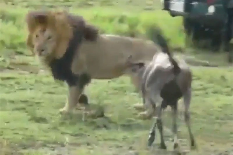 Video: Linh dương đầu bò cả gan đối đầu sư tử đực Video: Linh duong dau bo ca gan doi dau su tu duc