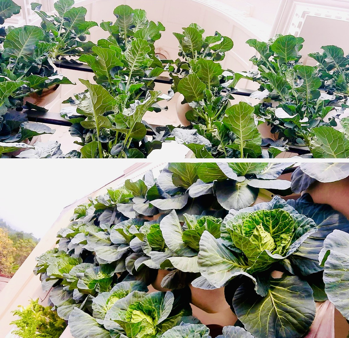 Vườn rau treo trên sân thượng và tuyệt chiêu đuổi côn trùng bằng thuốc lào - Hình 2 Vuon rau treo tren san thuong va tuyet chieu duoi con trung bang thuoc lao-Hinh-2