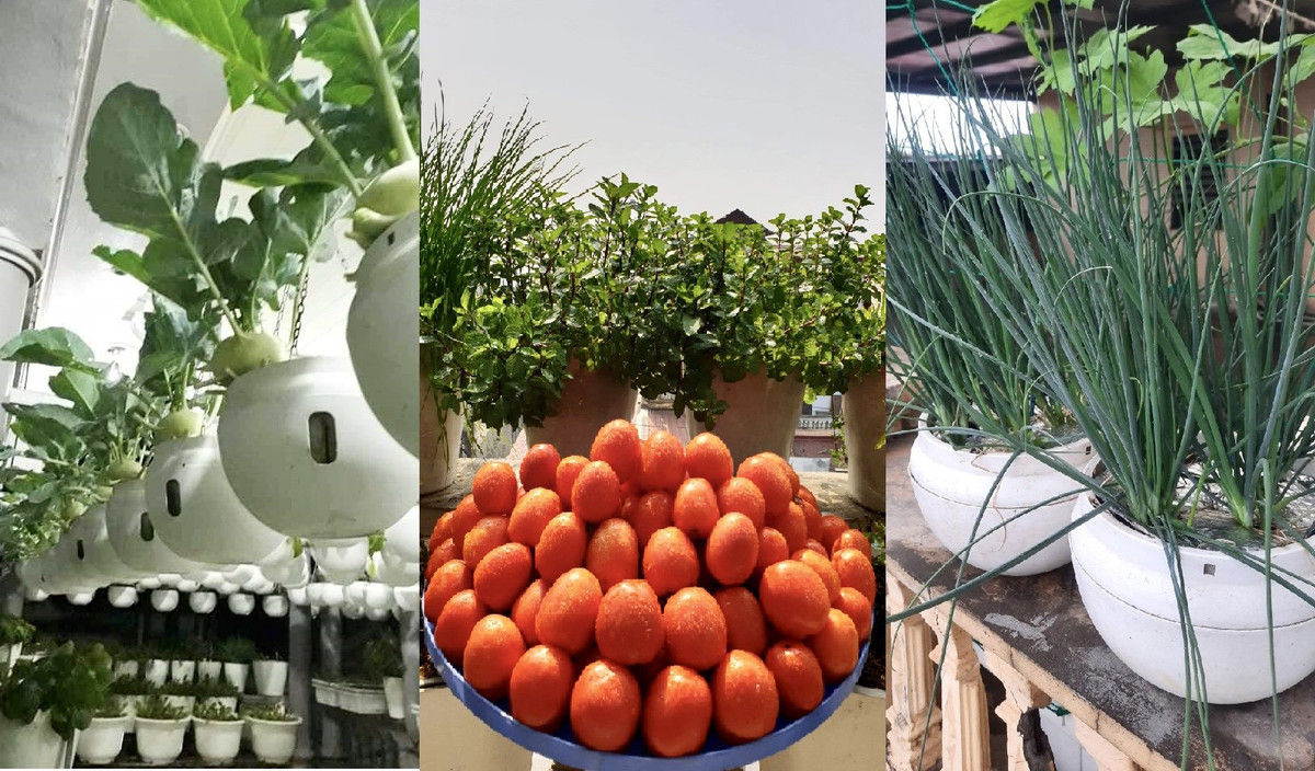 Vườn rau treo trên sân thượng và tuyệt chiêu đuổi côn trùng bằng thuốc lào - Hình 3 Vuon rau treo tren san thuong va tuyet chieu duoi con trung bang thuoc lao-Hinh-3