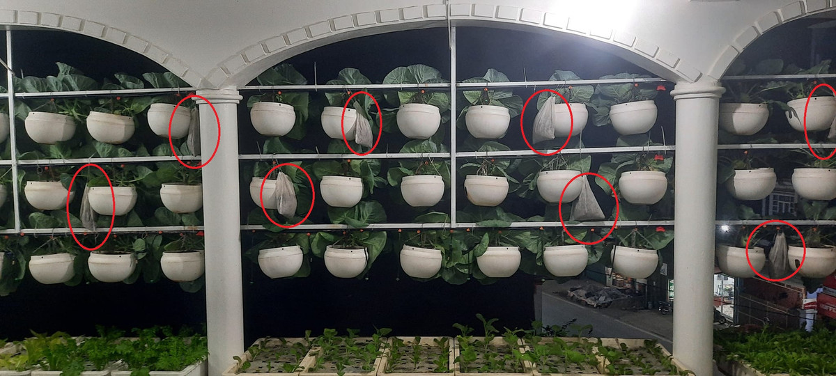 Vườn rau treo trên sân thượng và tuyệt chiêu đuổi côn trùng bằng thuốc lào - Hình 5 Vuon rau treo tren san thuong va tuyet chieu duoi con trung bang thuoc lao-Hinh-5