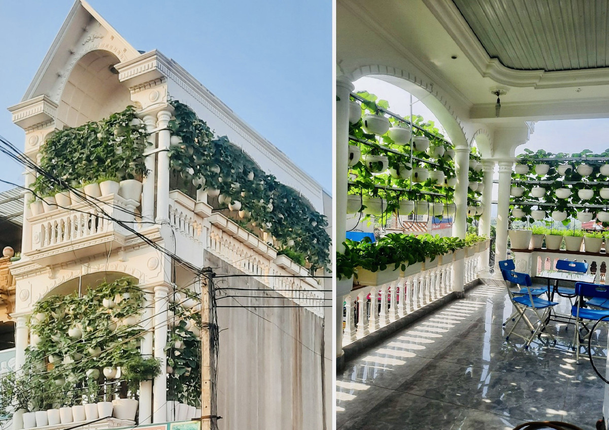 Vườn rau treo trên sân thượng và tuyệt chiêu đuổi côn trùng bằng thuốc lào Vuon rau treo tren san thuong va tuyet chieu duoi con trung bang thuoc lao