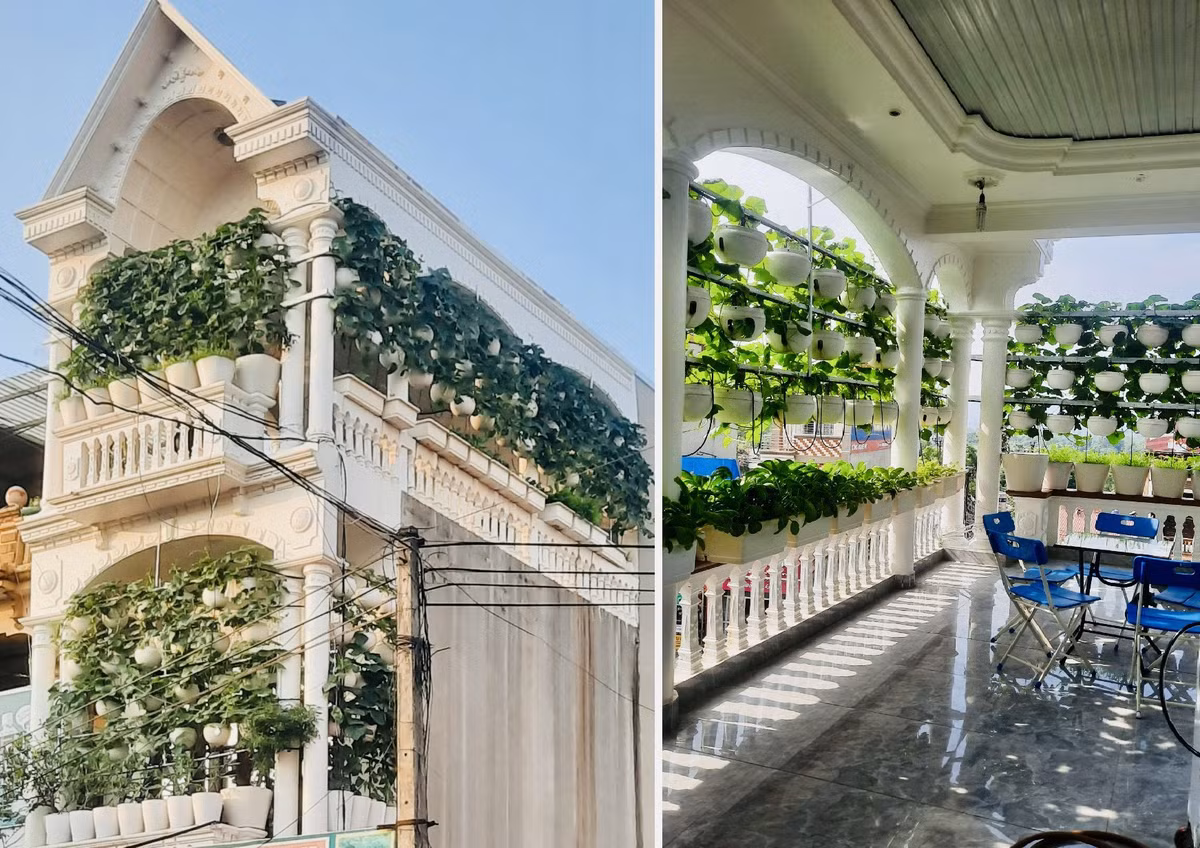 Vuon rau treo tren san thuong va tuyet chieu duoi con trung bang thuoc lao