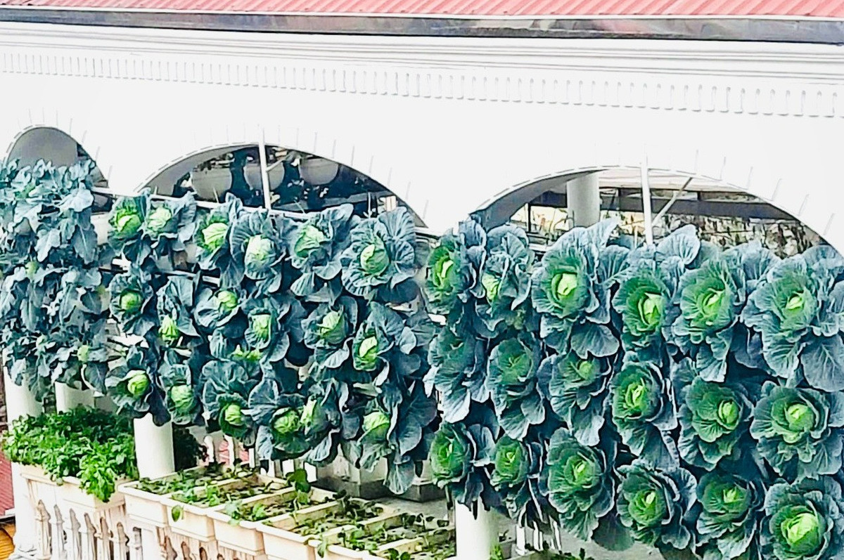 Vườn rau treo trên sân thượng và tuyệt chiêu đuổi côn trùng bằng thuốc lào - Hình 4 Vuon rau treo tren san thuong va tuyet chieu duoi con trung bang thuoc lao-Hinh-4