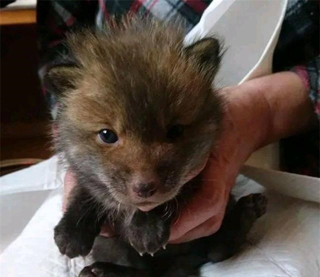 Nhat cho hoang ngoai duong, ta hoa khi nghe hang xom noi