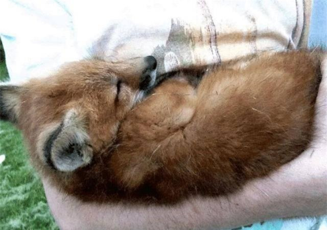 Nhat cho hoang ngoai duong, ta hoa khi nghe hang xom noi-Hinh-3