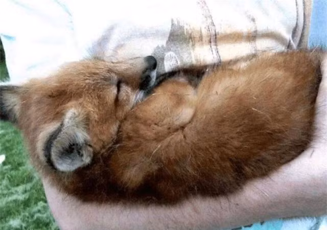 Nhat cho hoang ngoai duong, ta hoa khi nghe hang xom noi-Hinh-3