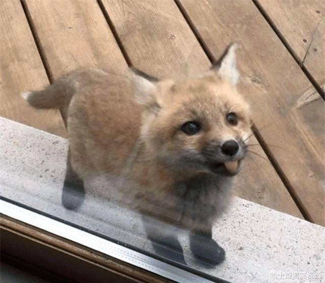 Nhat cho hoang ngoai duong, ta hoa khi nghe hang xom noi-Hinh-2