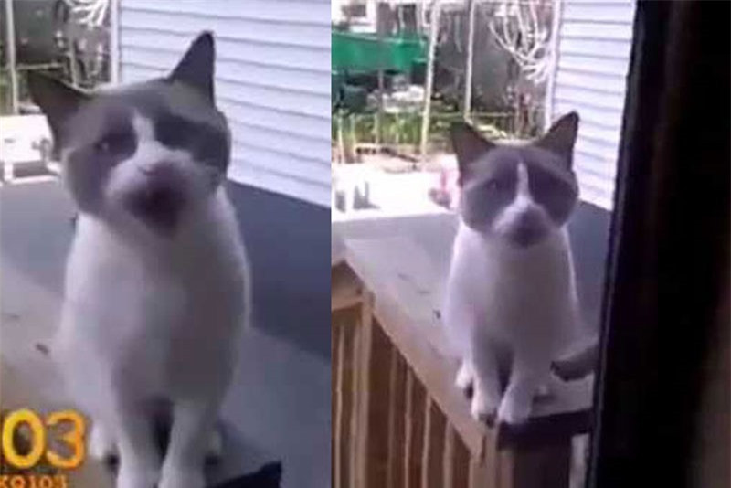 Video: Meo “khoc loc” xin chu cho vao nha