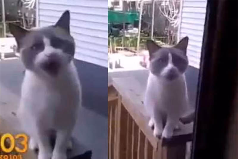 Video: Meo “khoc loc” xin chu cho vao nha