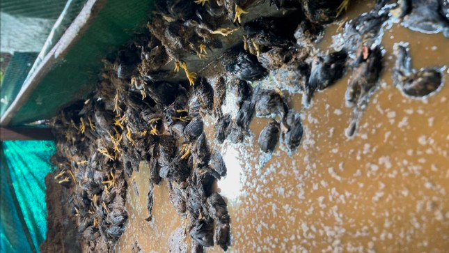 Vu vo ho chua nuoc o Dak Nong: Chua den bu thiet hai cho cac ho dan-Hinh-2