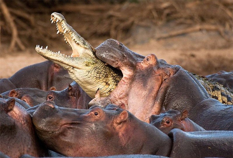 Cá sấu bị hà mã “hành hung” tơi bời vì tội “nhiều chuyện” ảnh 7