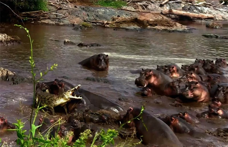 Cá sấu bị hà mã “hành hung” tơi bời vì tội “nhiều chuyện” ảnh 3