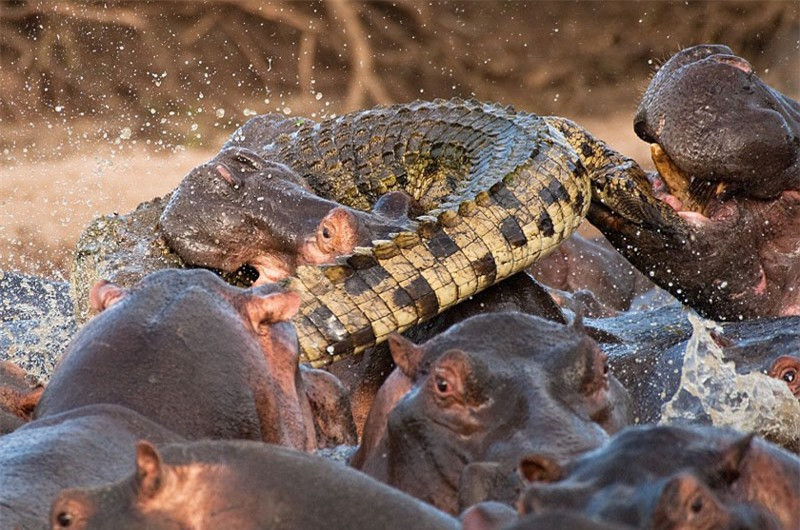 Cá sấu bị hà mã “hành hung” tơi bời vì tội “nhiều chuyện” ảnh 2