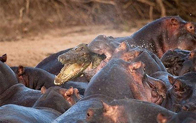 Cá sấu bị hà mã “hành hung” tơi bời vì tội “nhiều chuyện” ảnh 5