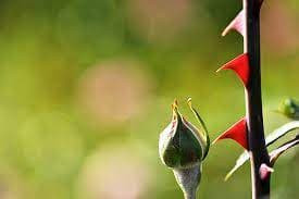 Mung 1 thap huong hoa hong can tranh dai ky nay