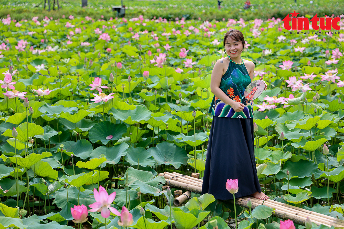 Gói chụp ảnh sen mà khách du lịch thường lựa chọn có mức giá từ vài trăm nghìn đến vài triệu đồng. Với mỗi thợ chụp ảnh lẻ, có thể thu nhập vài triệu đồng mỗi ngày.