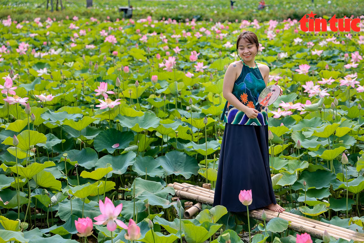 Gói chụp ảnh sen mà khách du lịch thường lựa chọn có mức giá từ vài trăm nghìn đến vài triệu đồng. Với mỗi thợ chụp ảnh lẻ, có thể thu nhập vài triệu đồng mỗi ngày.