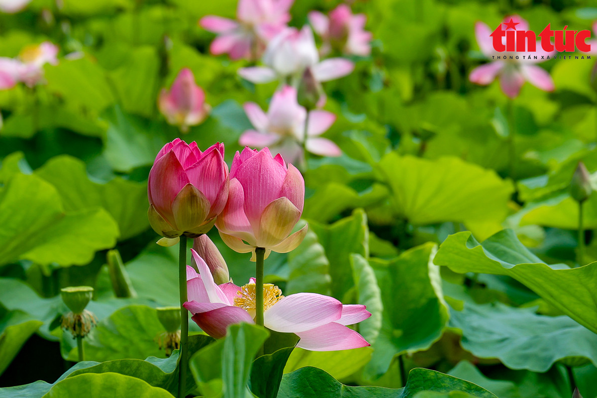 Một trong những điểm check-in nổi bật ở đây là con đường gỗ uốn lượn giữa hồ sen, rất tiện để du khách có thể ra giữa hồ chụp ảnh.