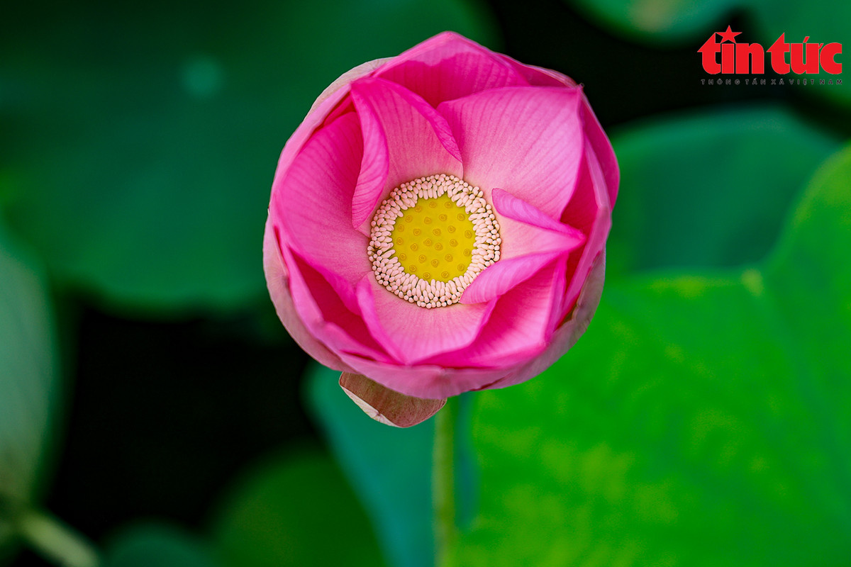 Nhiều chị em bật mí, những chiếc váy này có thể thuê được tại các dịch vụ cho thuê đồ du lịch ở ngay tại Ninh Bình. Mỗi bộ đồ có giá khoảng từ 70.000 đến 150.000 đồng. Với đủ các loại sen trắng, sen hồng, có thể nói đầm sen Vân Long là nơi check-in lý tưởng cho du khách bởi sen ở đây nở rộ cùng lúc, tạo nên cảnh quan đẹp mắt.