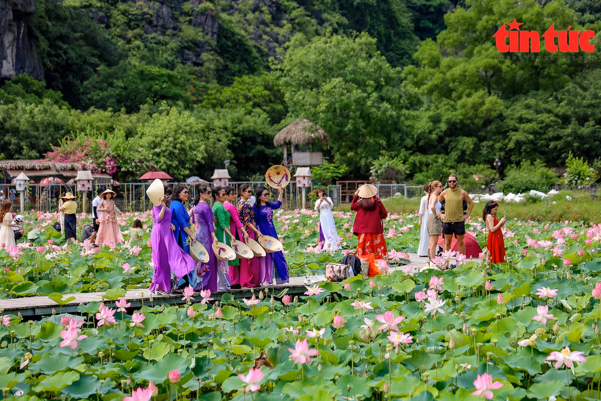 Nếu như những cánh đồng sen khắp miền Bắc chỉ nở rộ một hai tháng rồi nhanh chóng lụi tàn thì mùa sen ở núi Ngọa Long lại kéo dài đến tận đầu thu. hiếm có nơi nào mùa sen lại kéo dài như ở đây.