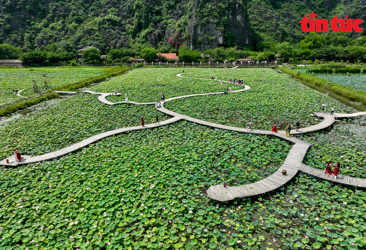 Vài năm trở lại đây, đầm sen trở thành nơi thu hút khách du lịch trong nước và quốc tế đến tham quan. Vé vào cổng là 100.000 đồng/ một người.