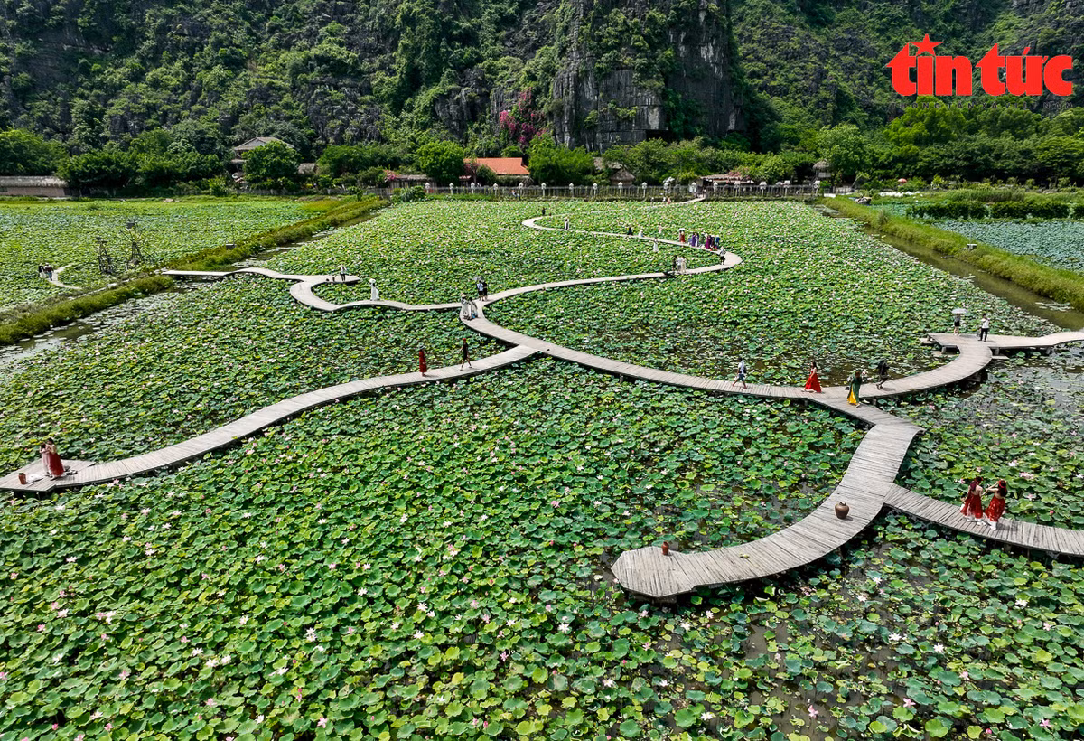 Vài năm trở lại đây, đầm sen trở thành nơi thu hút khách du lịch trong nước và quốc tế đến tham quan. Vé vào cổng là 100.000 đồng/ một người.