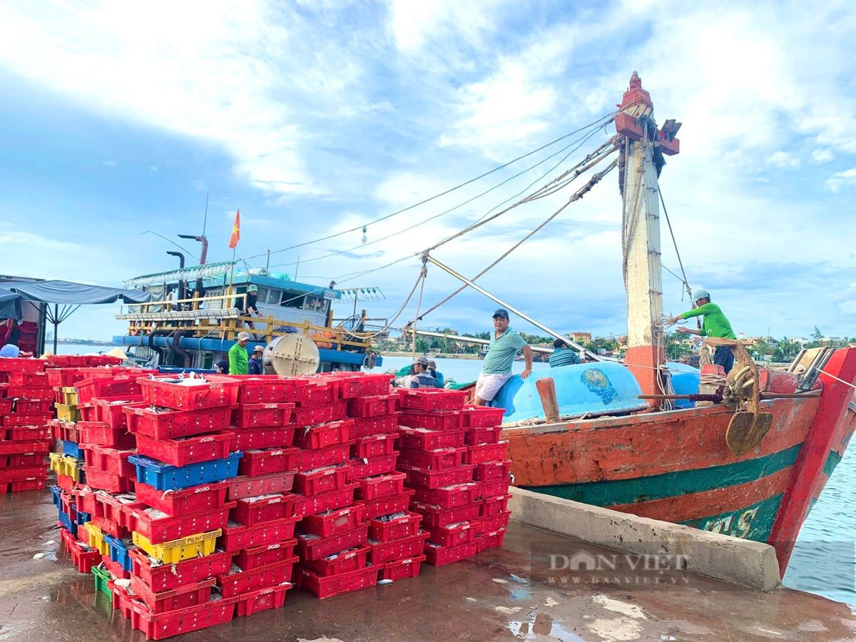 Trúng luồng cá nục, ngư dân Quảng Bình cứ ra khơi là thu tiền tỷ - Hình 2 Trung luong ca nuc, ngu dan Quang Binh cu ra khoi la thu tien ty-Hinh-2