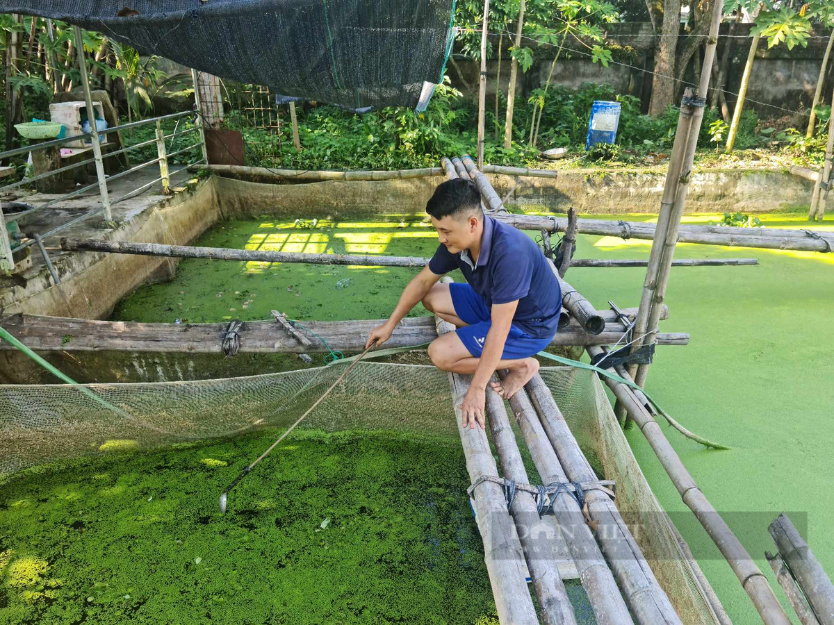 Mot thay giao o Dien Bien thu nhap kha nho nuoi oc nhoi-Hinh-3