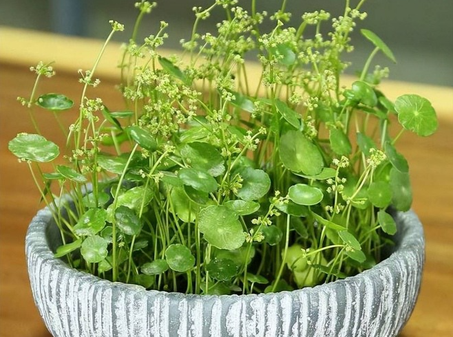 Hay những cây còi cọc, cỏ đồng tiền,… nở hoa sẽ chẳng đẹp, làm mất giá trị thẩm mỹ vốn có của cây. Thậm chí, hoa nở còn tiêu tốn nhiều chất dinh dưỡng của cây, khiến cây dễ héo úa và chết.