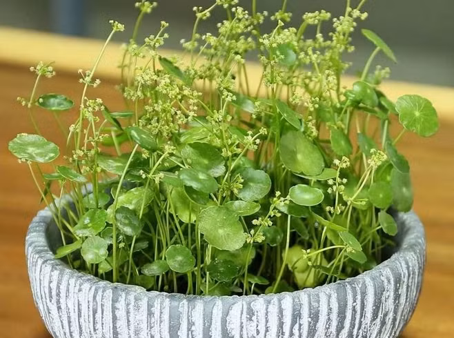 Hay những cây còi cọc, cỏ đồng tiền,… nở hoa sẽ chẳng đẹp, làm mất giá trị thẩm mỹ vốn có của cây. Thậm chí, hoa nở còn tiêu tốn nhiều chất dinh dưỡng của cây, khiến cây dễ héo úa và chết.