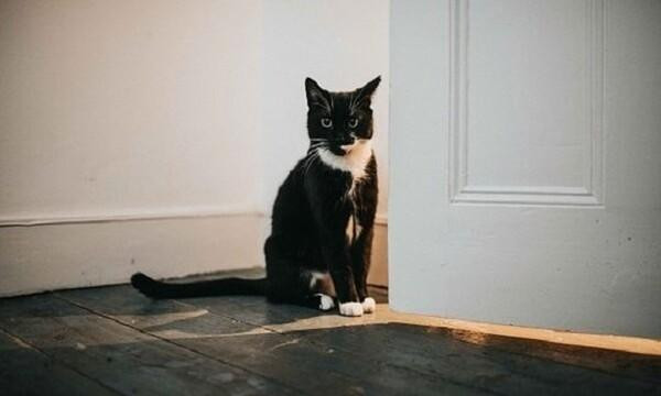 Ngoài ra, dân gian còn có câu “mèo đến nhà thì khó, chó đến nhà thì sang”. Cho nên, mèo đột ngột đến nhà cũng được cho là điều không tốt lành, có thể đem tới sự thất thoát tiền bạc cho gia đình. (Thông tin trong bài chỉ mang tính tham khảo).