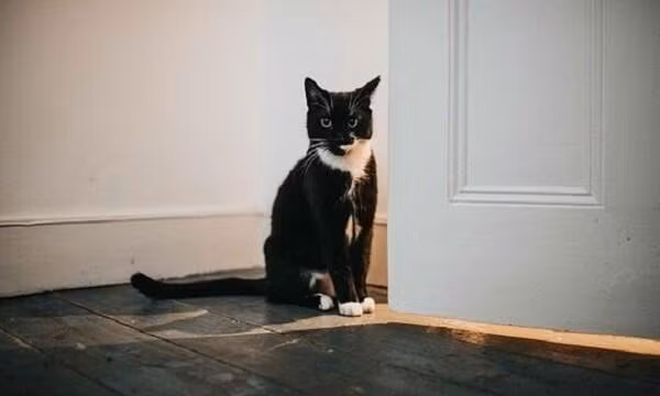 Ngoài ra, dân gian còn có câu “mèo đến nhà thì khó, chó đến nhà thì sang”. Cho nên, mèo đột ngột đến nhà cũng được cho là điều không tốt lành, có thể đem tới sự thất thoát tiền bạc cho gia đình. (Thông tin trong bài chỉ mang tính tham khảo).