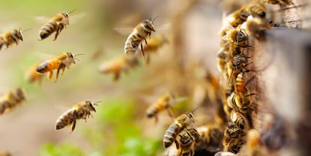Ong bay vào nhà cũng được cho là điềm may, mang đến tài lộc và may mắn cho gia chủ, giúp gia chủ ăn nên làm ra. Song nếu không cẩn thận, bạn và các thành viên trong gia đình rất dễ bị ong cắn, gây ảnh hưởng đến cuộc sống sinh hoạt thường ngày.