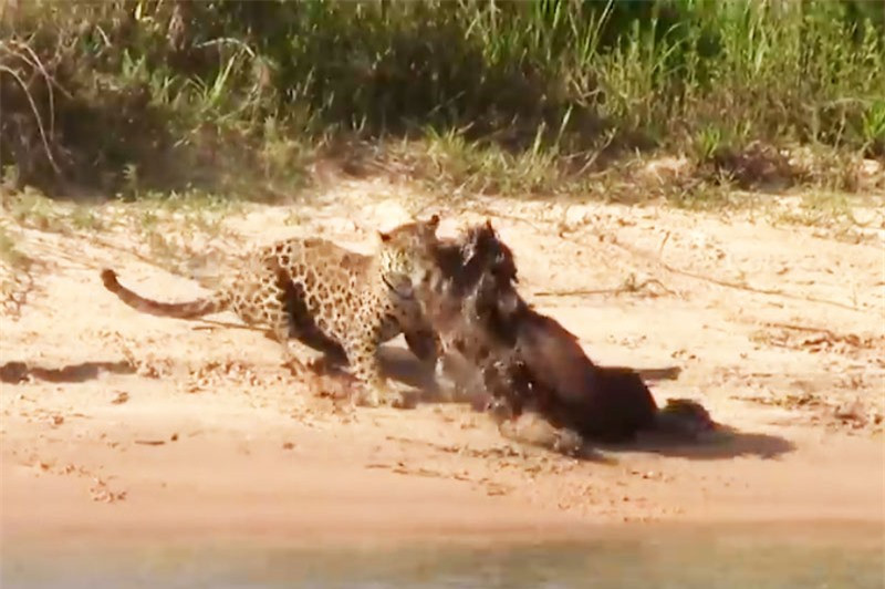 Video: Dung tuyet chieu, bao dom de dang tom gon chuot lang nuoc