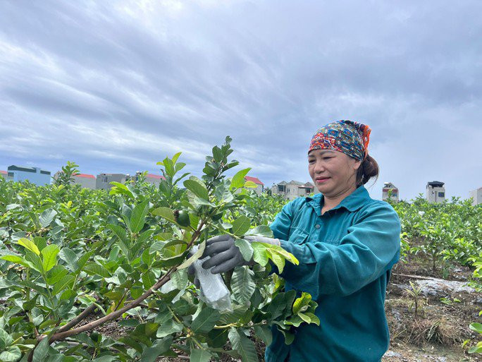 Nguoi dan doi doi nho trong oi le-Hinh-2