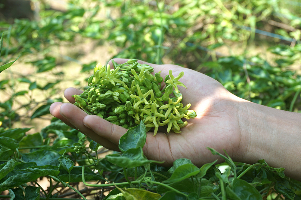 Trong loai hoa hai lam rau sach, giai doc, nhu vi thuoc an than-Hinh-2