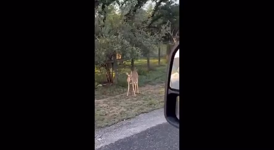 Video: Khó tin nai ăn thịt rắn và lý do bất ngờ phía sau Video: Kho tin nai an thit ran va ly do bat ngo phia sau