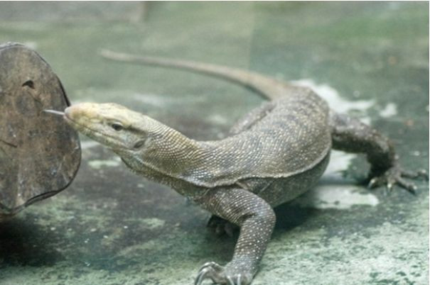 ##ss###style="font-size: 16px;">Tới nơi, cảnh sát nhanh chóng kiểm tra và kết luận, con "cá sấu" có vẻ đã rất yếu dù không có vết thương nào rõ ràng. Tuy nhiên, vẻ ngoài kỳ lạ của con vật khiến cảnh sát hoài nghi và nhanh chóng liên lạc với các nhà động vật học, nhờ họ thẩm định nguồn gốc.