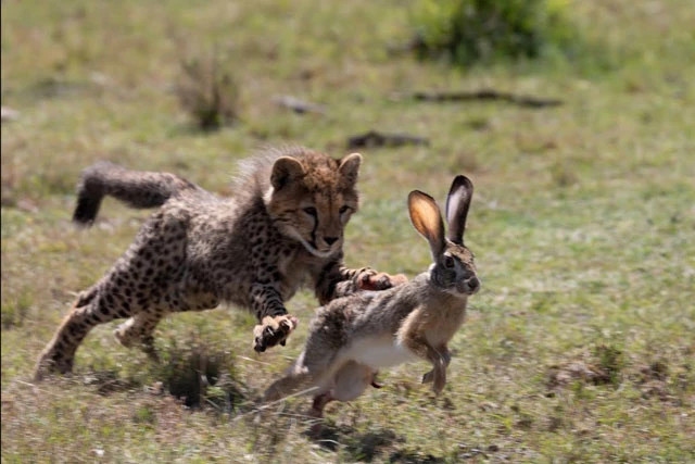 Video: Bài học "vỡ lòng" của báo săn con Video: Bai hoc