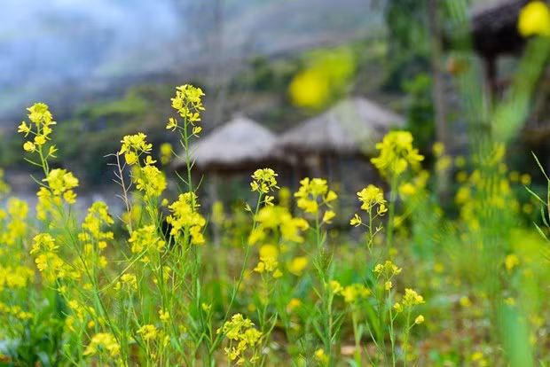 O Ha Giang hoa cai vang dep nhu mong hut du khach-Hinh-2