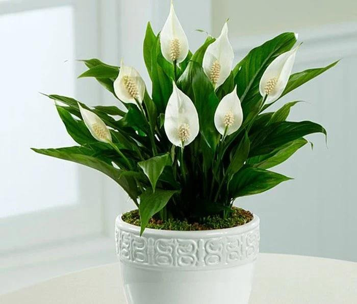 6 cay canh chuyen van, cau may nen bay trong nha Tet Nguyen dan-Hinh-2