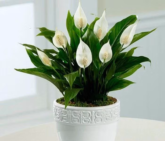 6 cay canh chuyen van, cau may nen bay trong nha Tet Nguyen dan-Hinh-2