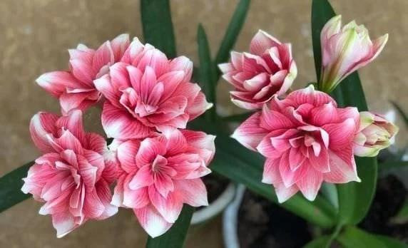 6 cay canh chuyen van, cau may nen bay trong nha Tet Nguyen dan-Hinh-3