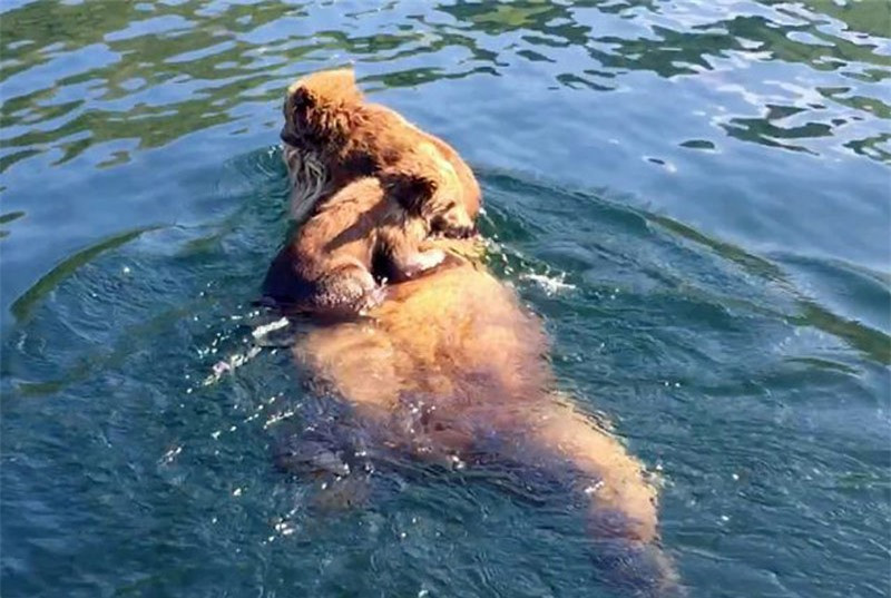 Video: Gấu mẹ cõng con vượt hồ lớn siêu dễ thương Video: Gau me cong con vuot ho lon sieu de thuong