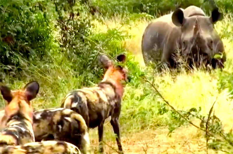 Video: Bầy chó hoang trả giá đắt cho việc săn tê giác Video: Bay cho hoang tra gia dat cho viec san te giac