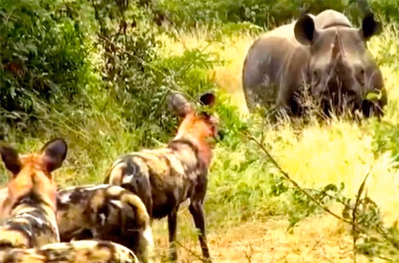 Video: Bay cho hoang tra gia dat cho viec san te giac