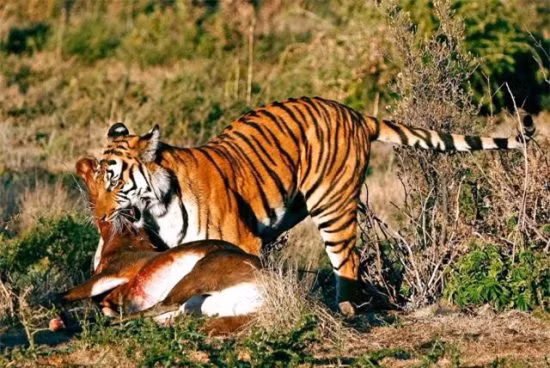 Nhung bi mat chua tung biet ve loai Ho-Hinh-2