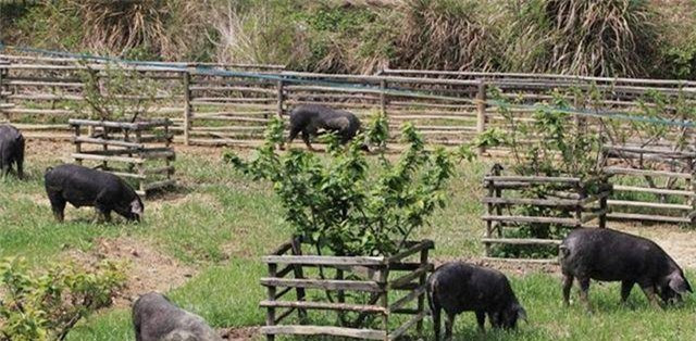 Mất lợn, lão nông báo cảnh sát khi phát hiện chiếc hố bí ẩn Mat lon, lao nong bao canh sat khi phat hien chiec ho bi an