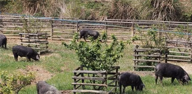 Mất lợn, lão nông báo cảnh sát khi phát hiện chiếc hố bí ẩn Mat lon, lao nong bao canh sat khi phat hien chiec ho bi an